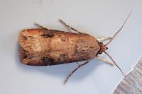 Agrotis ipsilon