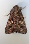 Aedia leucomelas