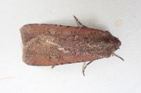 Peridroma saucia