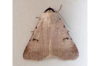 Lygephila craccae