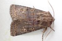 Tholera cespitis