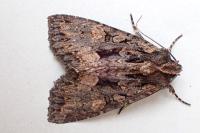 Mniotype satura