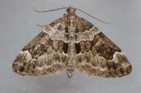 Thera britannica