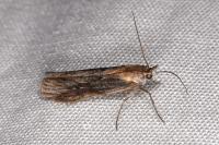 Epischnia ampliatella