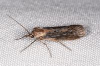 Epischnia ampliatella