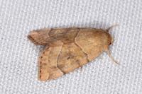 Cosmia trapezina