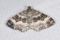 Epirrhoe alternata