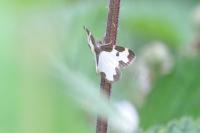 Lomaspilis marginata