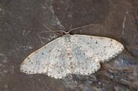 Scopula marginepunctata