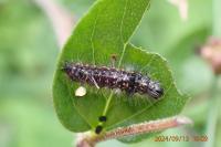 Acronicta rumicis