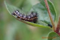 Acronicta rumicis