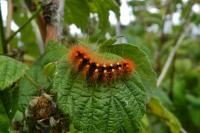 Acronicta auricoma