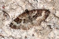 Epirrhoe alternata