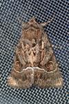 Thalpophila matura
