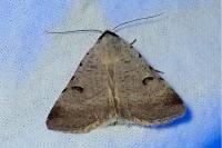 Lygephila craccae