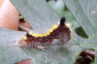 Acronicta psi