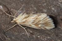 Cynaeda dentalis