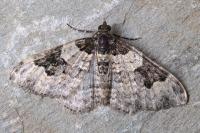 Xanthorhoe fluctuata