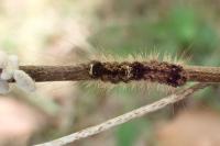 Wittia sororcula