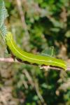 Scoliopteryx libatrix