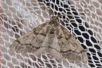 Tephronia sepiaria