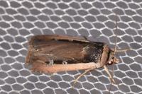 Ochropleura leucogaster