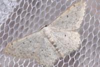 Scopula marginepunctata