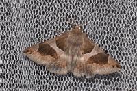 Dysgonia algira