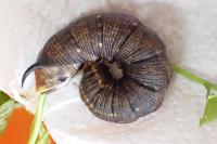Agrius convolvuli