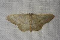 Idaea aversata