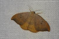 Watsonalla binaria