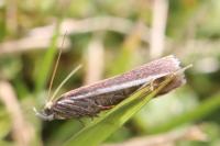 Oncocera semirubella