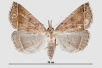 Polypogon plumigeralis