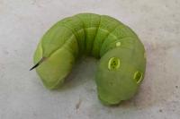 Hippotion celerio