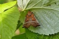 Scoliopteryx libatrix