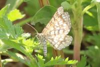 Chiasmia clathrata