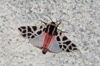 Cymbalophora pudica
