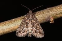Thalpophila matura