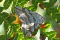 Aplocera