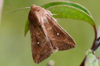 Mythimna albipuncta