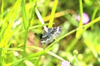 Epirrhoe alternata