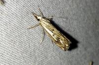 Catoptria falsella