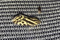 Emmelia trabealis