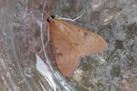 Uresiphita gilvata