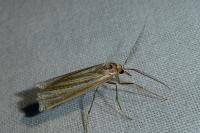 Ancylolomia palpella