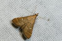 Dolicharthria punctalis