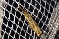 Chrysocrambus linetella