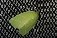 Bena bicolorana