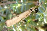 Agriphila inquinatella