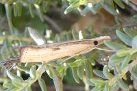 Agriphila inquinatella
